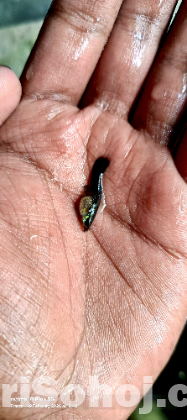 Aquarium fish black Moscow guppy